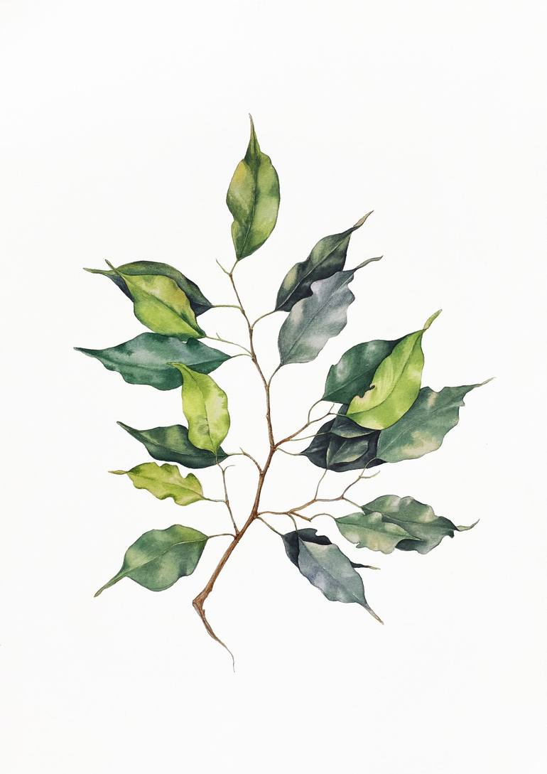 A sprig of Ficus Benjamin. Watercolor. Painting by Nataliia Kupchyk ...