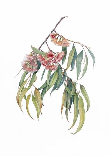Eucalyptus in bloom. Watercolor. thumb
