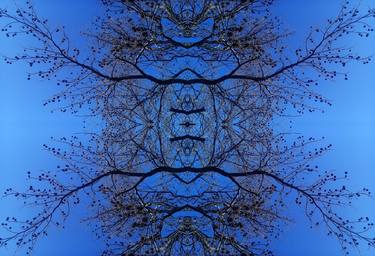 Original Abstract Botanic Photography by Carlos Manzcera