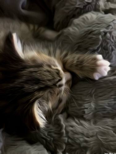 Print of Cats Photography by Michelle Hoffmann