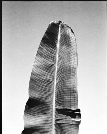 Original Minimalism Botanic Photography by Xavier Manrique