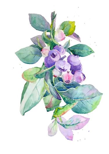 Blueberries watercolor thumb