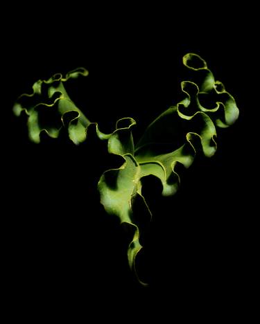 Green Leaf - Limited Edition of 30 thumb