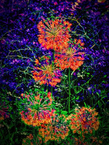 Original Conceptual Floral Photography by Peter Teuschel