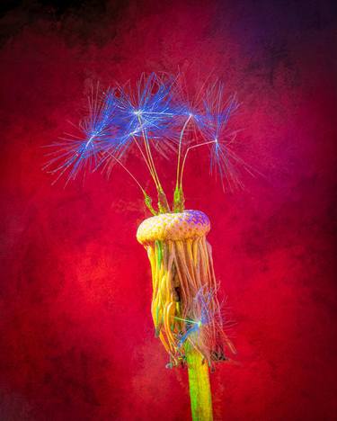 Original Conceptual Floral Photography by Peter Teuschel