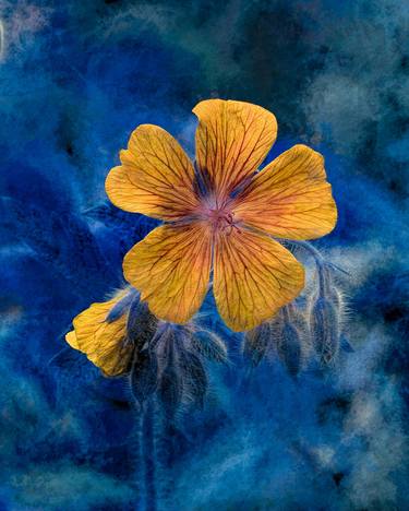 Original Conceptual Floral Photography by Peter Teuschel