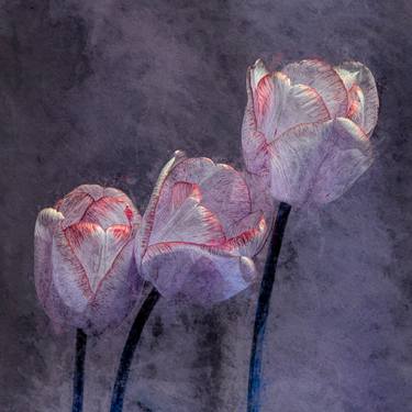 Original Fine Art Floral Photography by Peter Teuschel