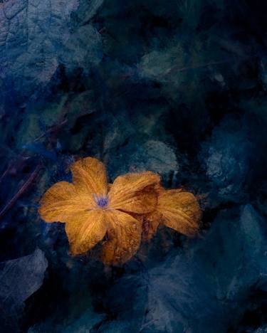 Original Fine Art Floral Photography by Peter Teuschel