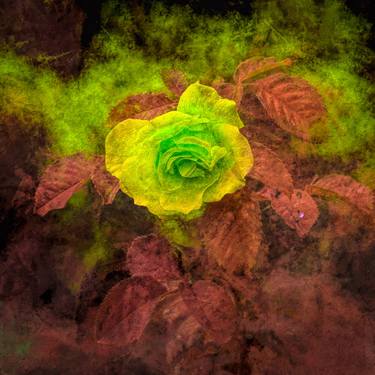 Original Fine Art Floral Photography by Peter Teuschel