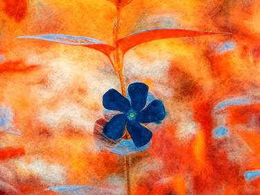 Original Fine Art Floral Photography by Peter Teuschel