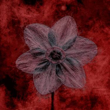 Original Fine Art Floral Photography by Peter Teuschel