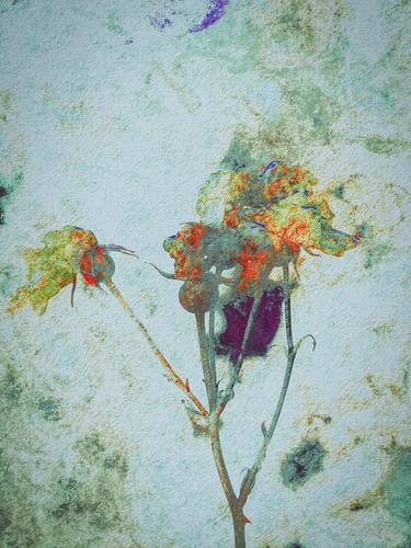 Original Fine Art Floral Photography by Peter Teuschel
