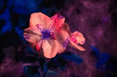 Original Floral Photography by Peter Teuschel
