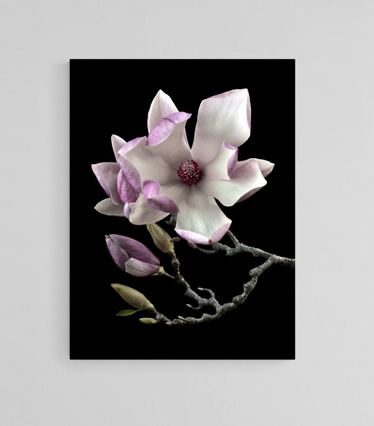 Original Contemporary Floral Photography by Nadia Culph