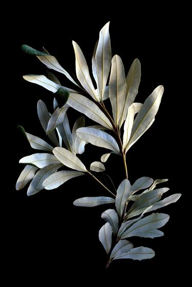 Banksia Leaves thumb