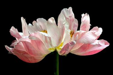 French Peony thumb