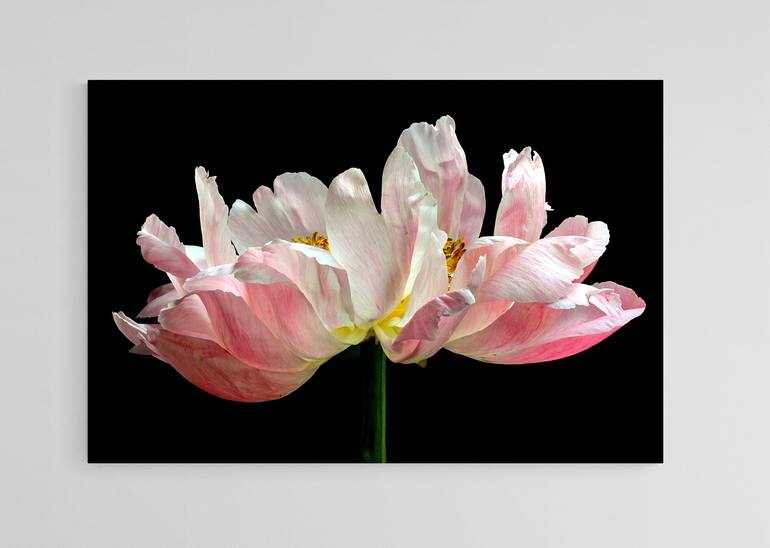 Original Floral Photography by Nadia Culph