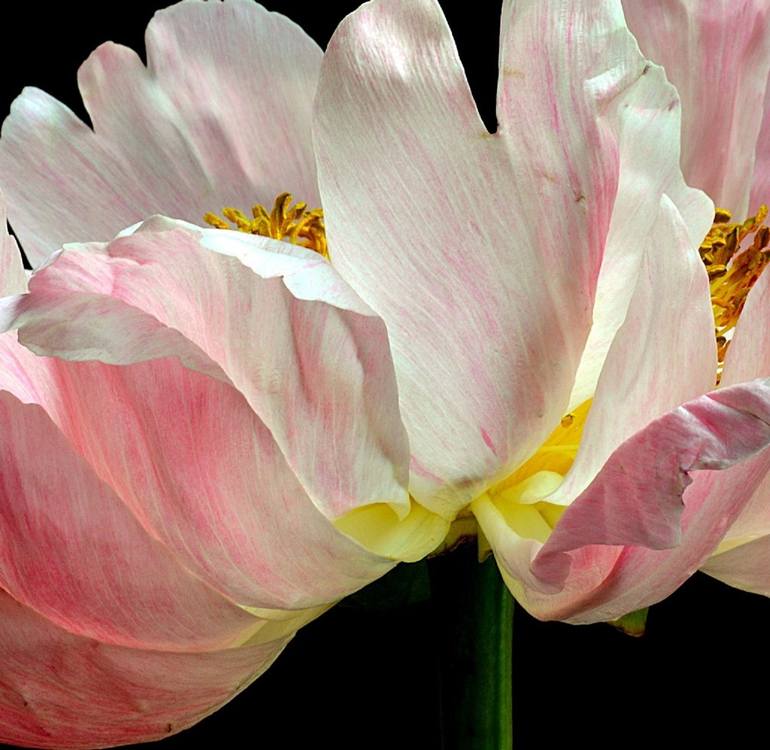 Original Contemporary Floral Photography by Nadia Culph