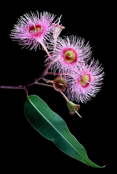 Eucalyptus Summer beauty thumb