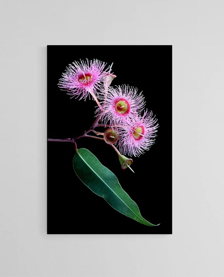 Original Floral Photography by Nadia Culph