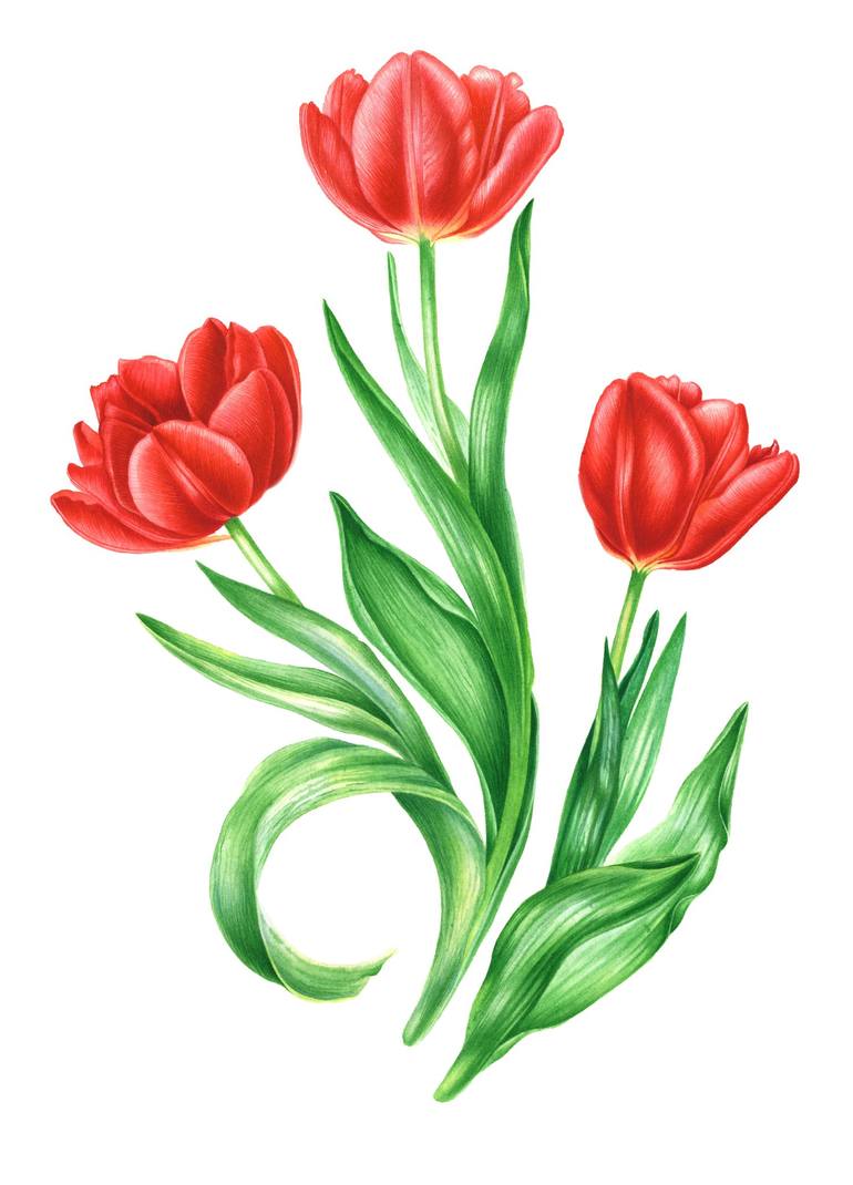 Red Tulips. Botanical Original Watercolor For Interior Decor. Realistic ...