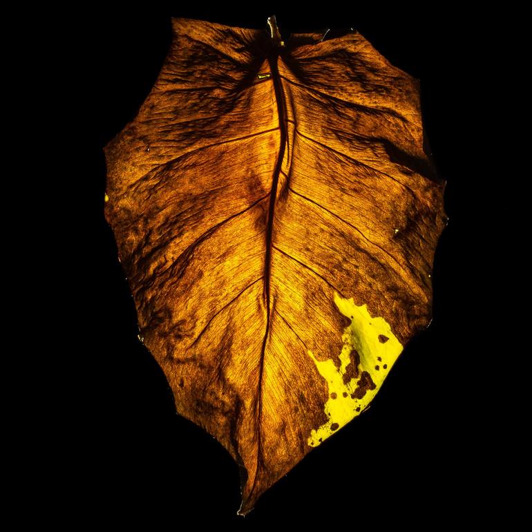 Leaf #03 Photography by Ulla Czekus | Saatchi Art