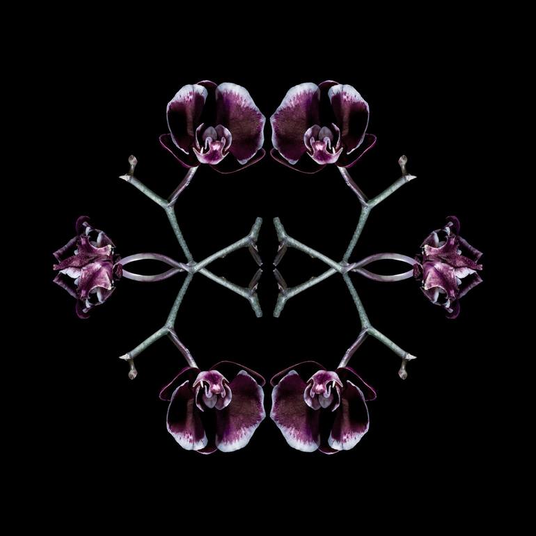 Print of Fine Art Botanic Photography by Ulla Czekus
