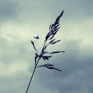 Print of Aeroplane Photography by Edward Petru