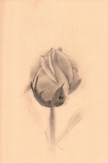Print of Floral Drawings by Alona Hryn