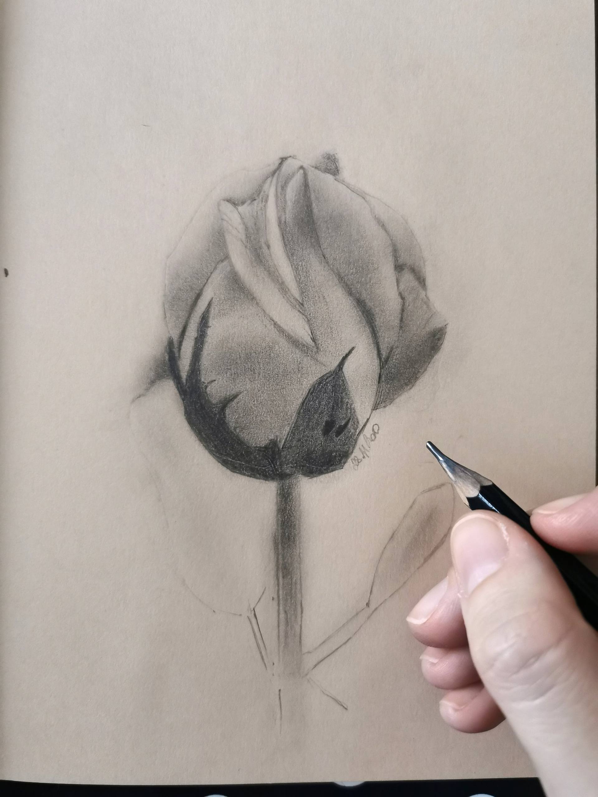 Roses Pencil Drawing 1 Drawing by Matthew Hack - Pixels-saigonsouth.com.vn