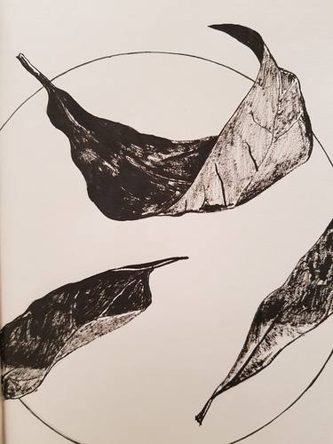 Original Contemporary Botanic Drawings by Gillian Goodridge