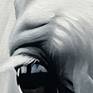 White horse in shadow and light