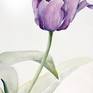 Original Watercolor Painting, Tulip Spring Garden Decor Watercolour - The Others Purple Tulips
Water-colour painting on Windsor & Newton water-colour paper
Background light used to emphasize the natural composition of the tulip garden.
