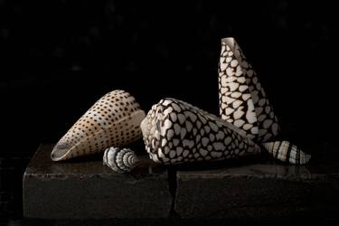 “Rembrandt’s shell” Conus Marmoreus - Limited Edition of 10 thumb