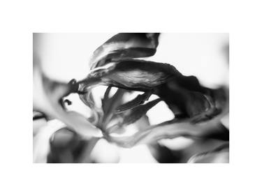 botanical Eros 005, Silver Gelatin Print, Limited edition thumb