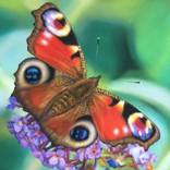 Monarch Butterfly in Pastel by Chuchu Cao