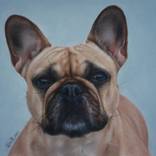 French Bulldog by Chuchu Cao