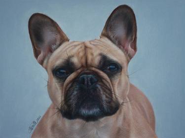Print of Realism Dogs Drawings by Chuchu Cao