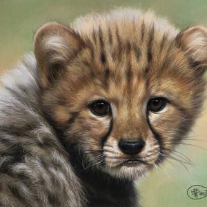 Cheetah cub