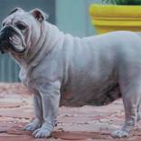 Bulldog (framed) by Chuchu Cao