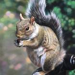 Squirrel (framed) by Chuchu Cao