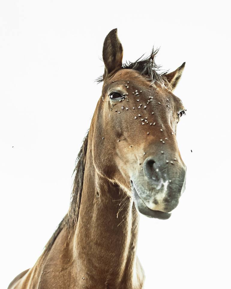 Original Horse Photography by Claudia Costantino