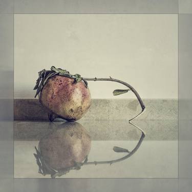 Original Still Life Photography by Claudia Costantino