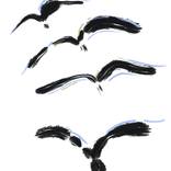 Birds by Theodora Michelopoulou