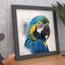 Blue Macaw