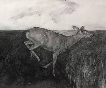 Print of Animal Drawings by Sofia Yachmin