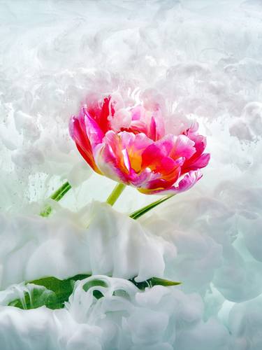 Original Minimalism Floral Photography by Hennadiy Kvasov
