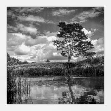 Black and white film photo a pine tree on a riverbank thumb