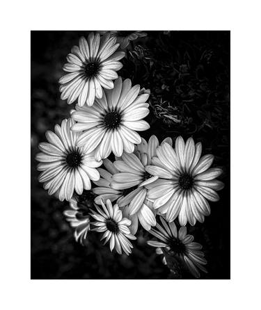 Print of Botanic Photography by Yury Melnikov