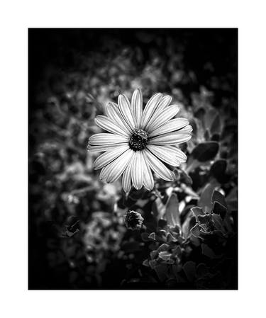 Flowers on dark background thumb